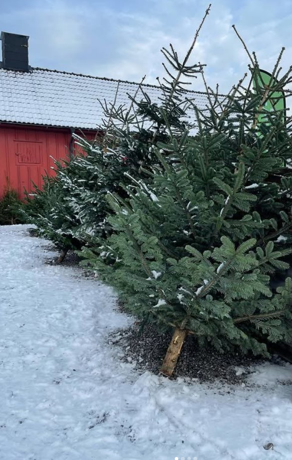 Kungsgran – tät och mörkgrön