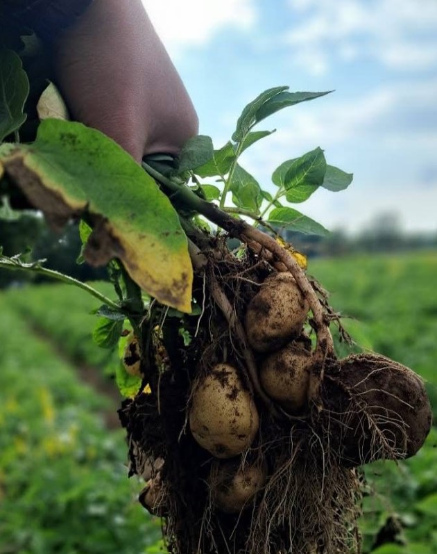 Early Puritan potatis i fält